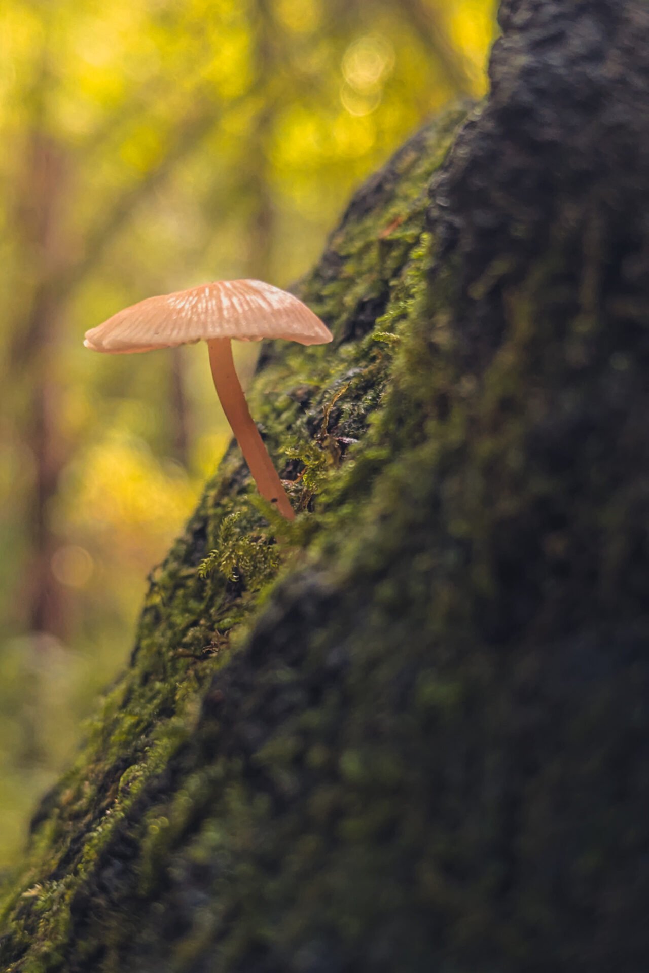 Shroom